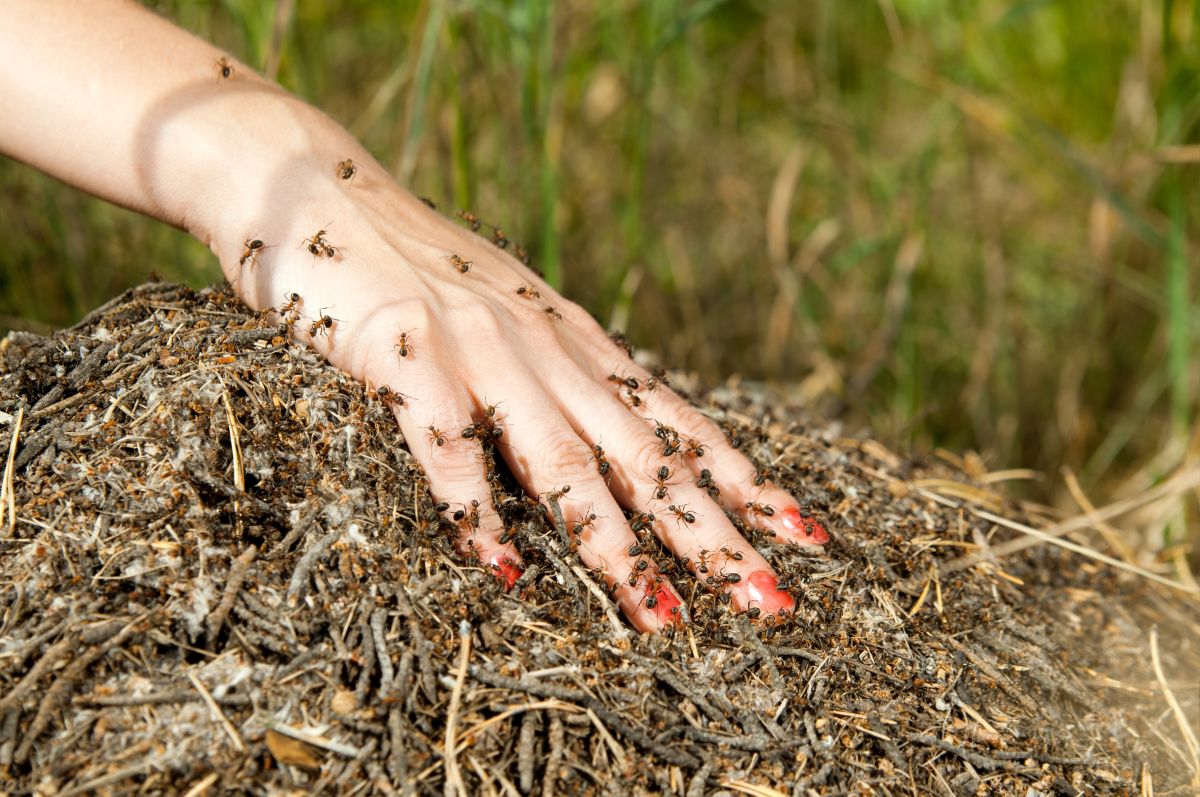 Désinsectisation Fourmis Coût