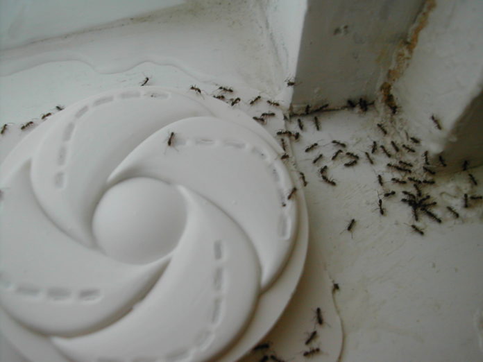Invasion de fourmis